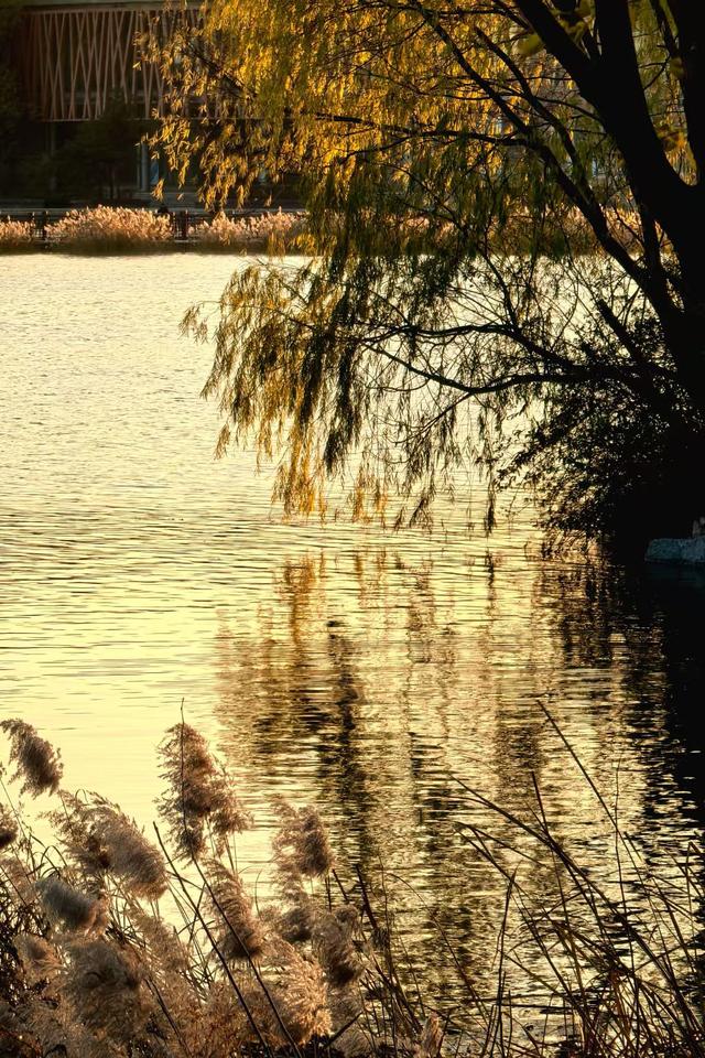 朝看芦苇夕望鸟：爱了！鸢都湖一天最美的两个时刻