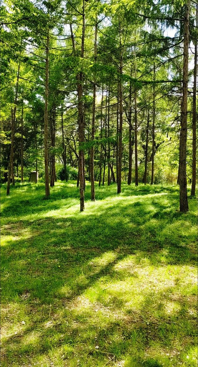 哈尔滨 4 月限定快乐：松花江跑冰排 + 早市烟火，错过等一年