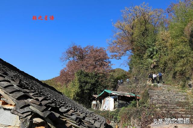 古村、古道、古树群、红杉林，网红村庄比城市还热闹
