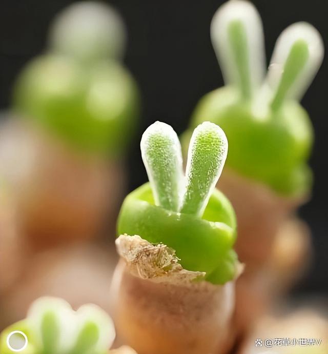 女子晒“已苏醒的小兔子”，萌萌的好可爱，网友：长大后会变残