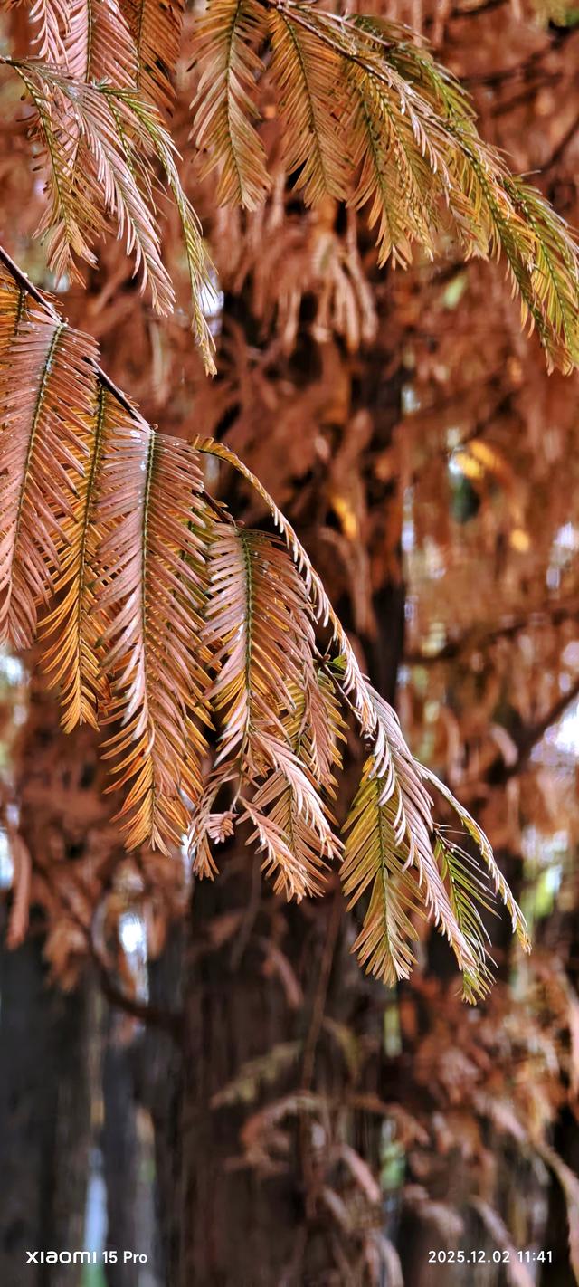 安靖蜀绣文化创意公园时下打卡好去处（手机拍一）