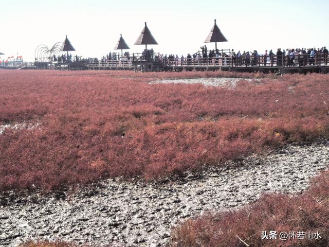 2025辽宁赏秋之旅日记(5)——从本溪前往盘锦 游览红海滩景观