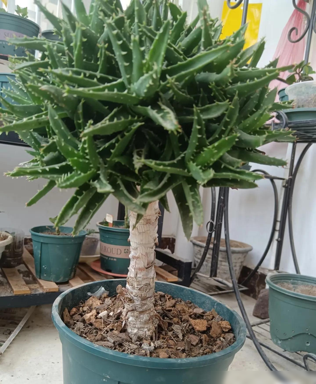 辽宁一阿姨，因“养出芦荟大树”而走红，比人还高大，太壮观了
