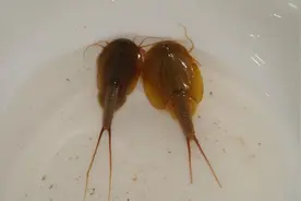 熬过3次生物灭绝，存活4亿年的“活化石”，如今被农民拿来喂鸡鸭图片