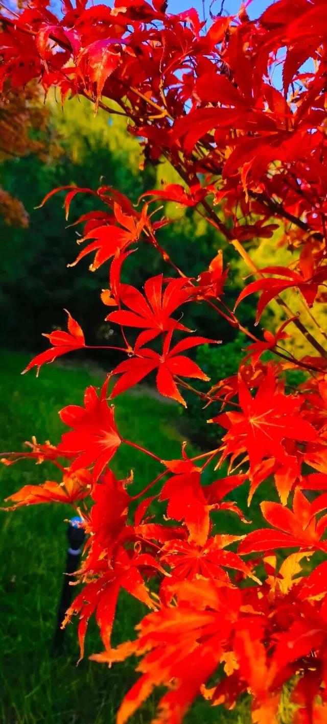 这个季节总要去趟正定，去邂逅那迷人的古建红和金秋黄！