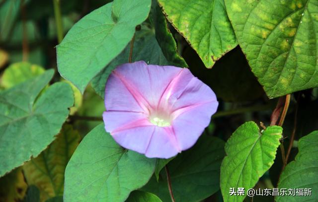 携老伴虹桥花园赏菊（上）