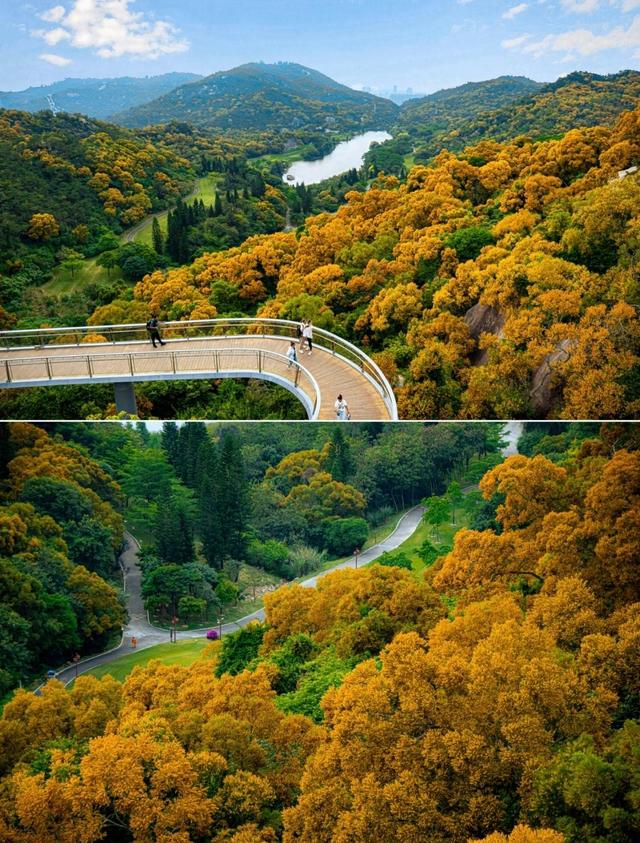 厦门山海健康步道花海线，起于狐尾山，终于东坪山，全长约15公里