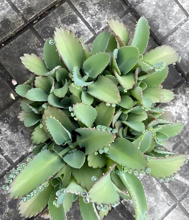 女子吐槽“满屋顶的不死鸟”，求消灭方法，网友：我能把它养死~