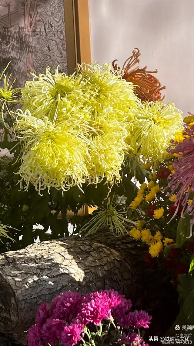 李友珍||岁月倏然·菊韵飘香——紫竹院公园的菊展