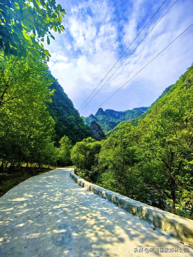 立减10℃!绿色天然避暑胜地,就在黑河国家森林公园→