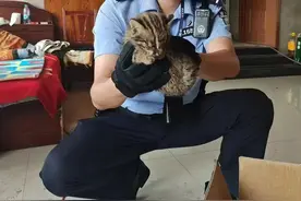 沈阳一村民捡到一只落难“小猫”，一查居然是......图片