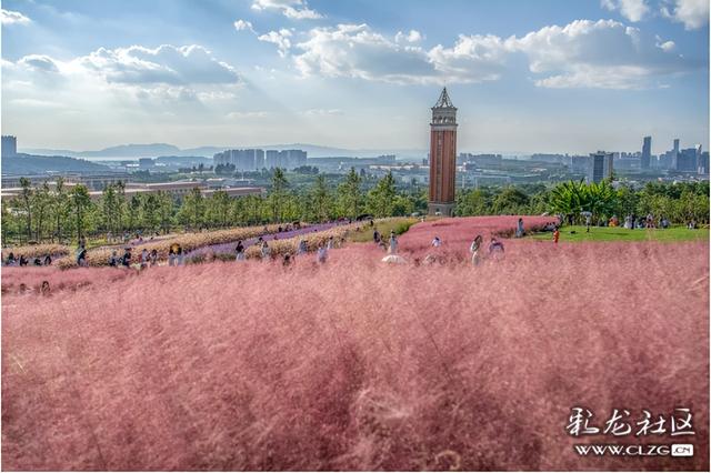 旅居云南·昆明好在（十六）秋日花海，粉紫浪漫