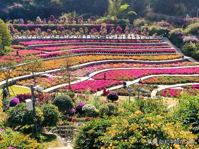 厦门植物园：邂逅自然的绮梦