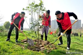 湖北孝昌实施“万树村”规划 建设生态宜居美丽乡村图片