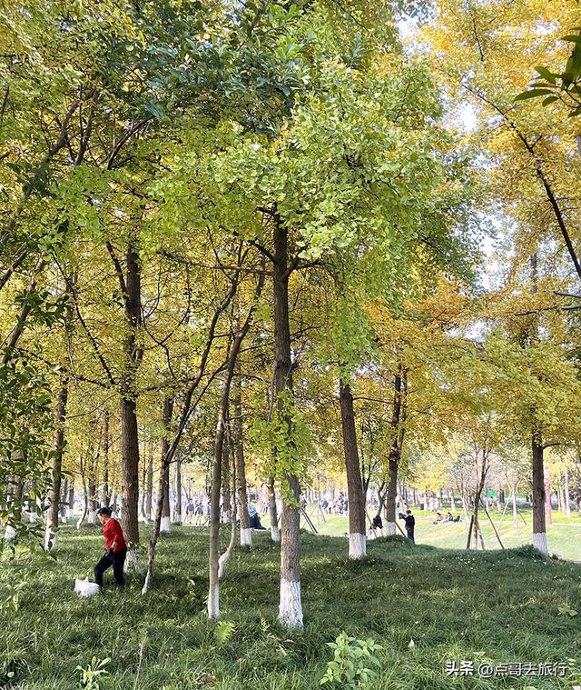 成都市区最大银杏林，金黄如海超壮观，不要门票，地铁公交直达！