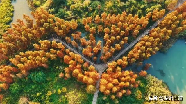 温州年度大片《红杉林》已经上映！随手一拍就是壁纸！