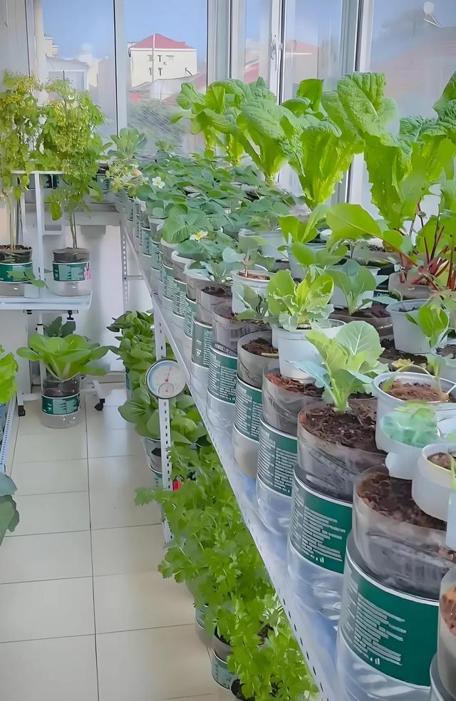 上海一姑娘阳台用200个水瓶种菜一年省7000块 邻居都来学经验