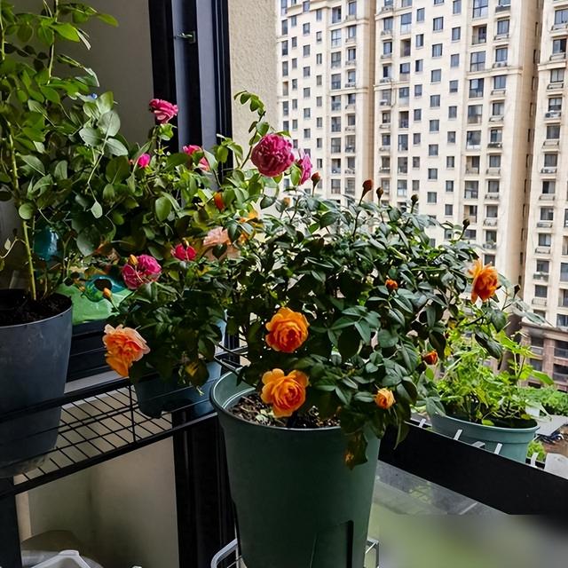 为何买的花苗，总会慢慢死掉？不是商家有猫腻，是你手法“失误”