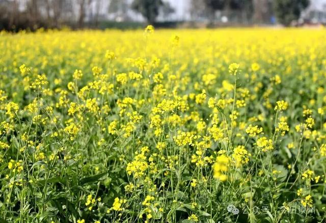 崇州第一波油菜花开了，在这里……