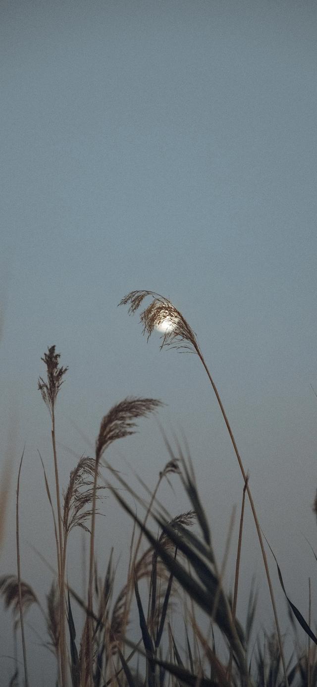 壁纸| 日有小暖，岁有小安