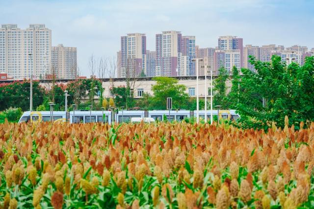 🧡秋日限定！郫都这片红高粱地超出片~