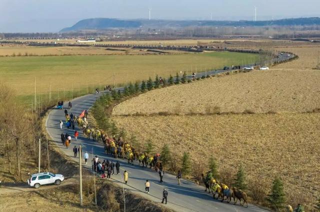 当黄河映驼影，这一刻仿佛穿越了丝路时光！