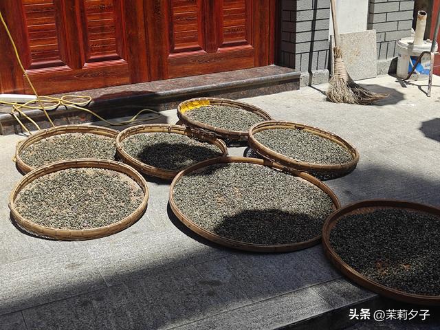 福鼎市区一日游：从白茶发源地到市井小吃赏唐风建筑品山海韵味