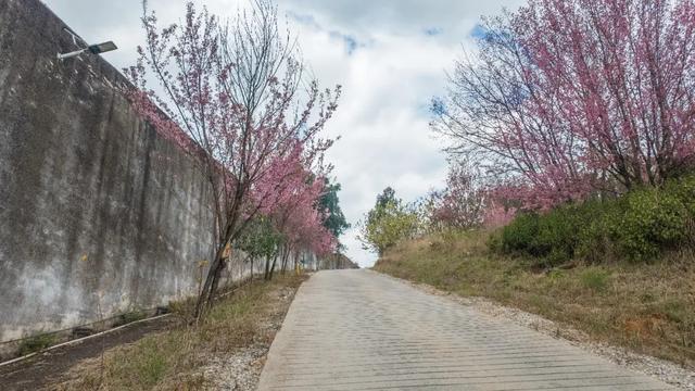 昆明市区冬樱花树下连猪都能自由奔跑的世外桃源