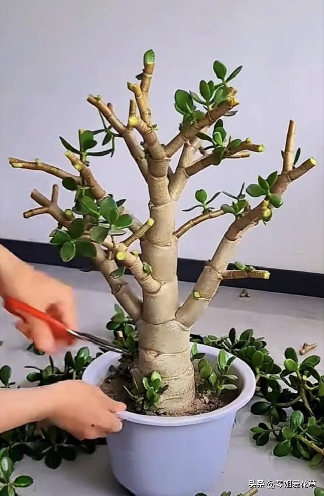 11月份了	，快来给家里的花草“剃头”吧！来年会更加枝繁叶茂