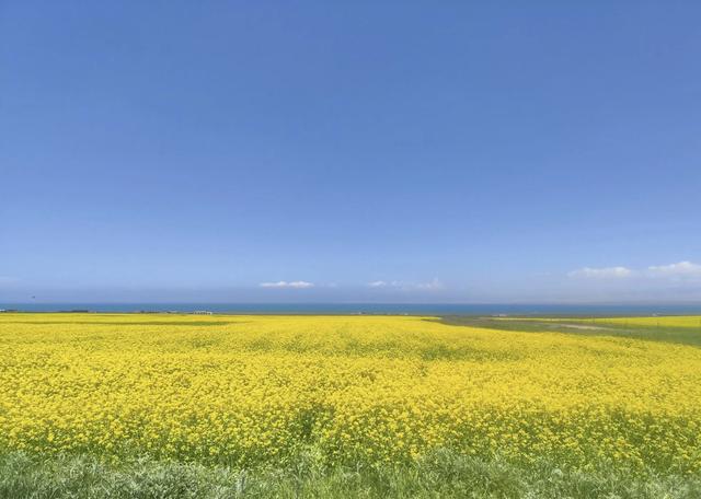夏日里的青海湖 :花正黄,水正清,天正蓝…