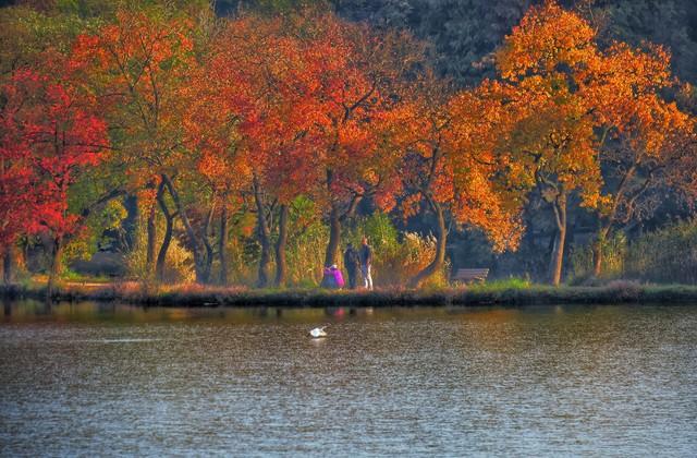 南京秋日童话已上线！这条钟山赏枫路线，藏着整个金陵的浪漫