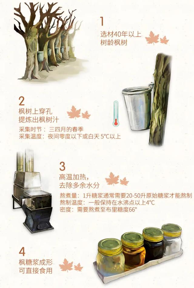 加拿大的枫树