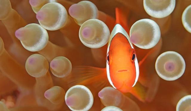 日本十大潜水圣地:潜点特色与难易度总整理