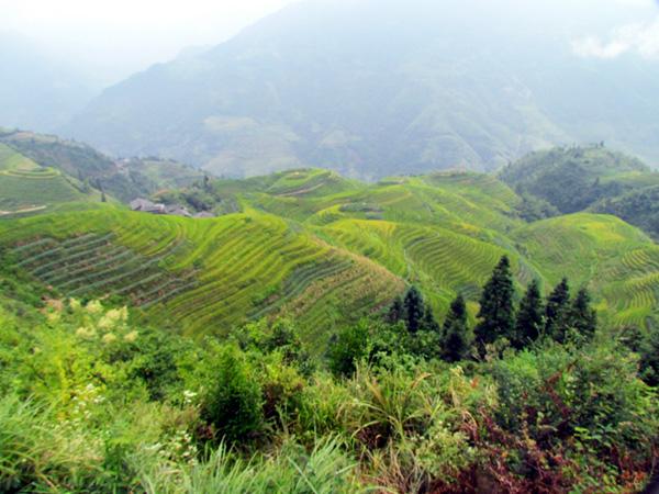 广西旅游：探寻壮丽奇观龙脊梯田（图）
