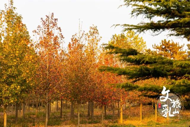 当秋风吻过乳山：一场关于色彩与治愈的漫步指南