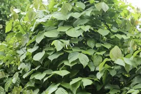 鸡血藤的基源植物复杂，它究竟是哪一种植物呢图片