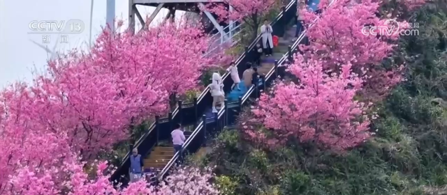 各地春日文旅持续升温 “赏花流量”转化为“消费留量”