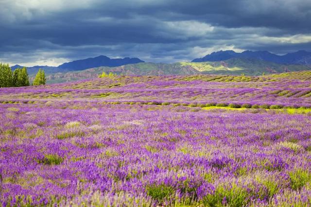 草原花海，塞外江南——超全新疆伊犁旅游攻略