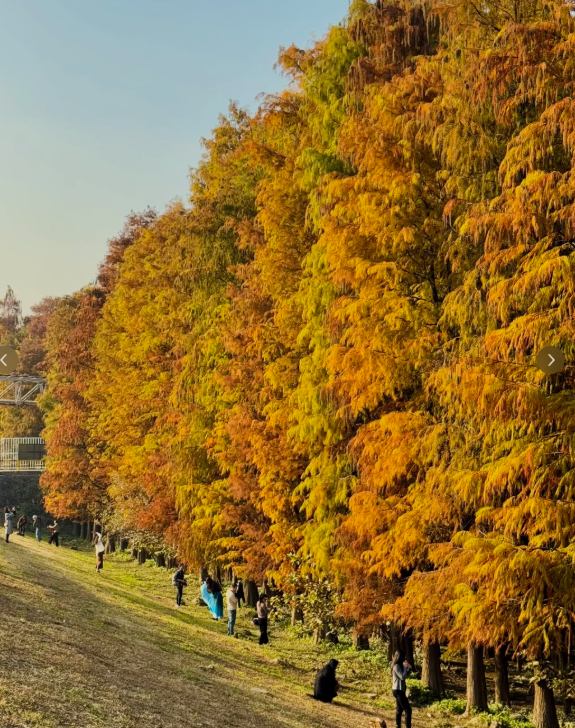 趣游周末丨佛山落羽杉地图！解锁色彩斑斓的绝美秋天！