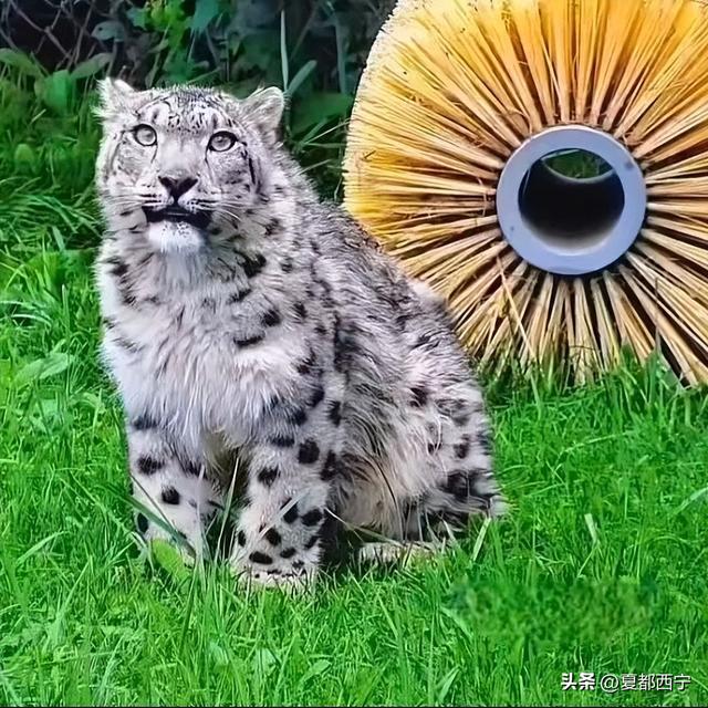 西宁的冬春，藏不住了！