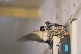 我家也不穷，为何却没有燕子来家里筑巢？如何吸引燕子来家筑巢？图片