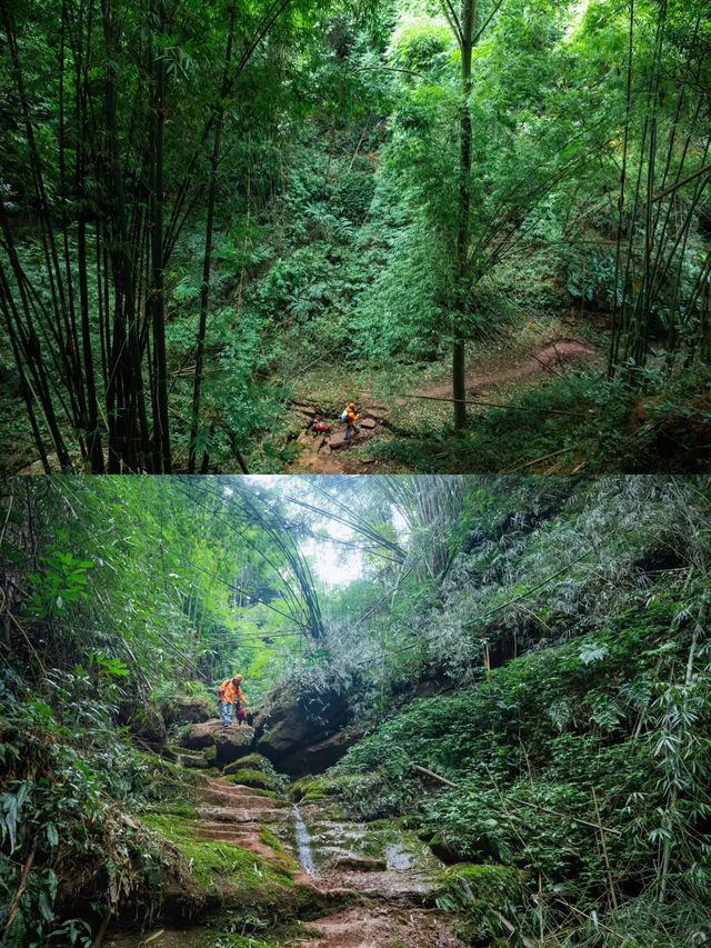 新发现的小众徒步路线！成都周边1.5h茶马古道，免费景美野趣十足