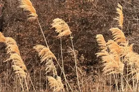 又一个好玩好看还好爬的山野乐园 被我们找到了图片