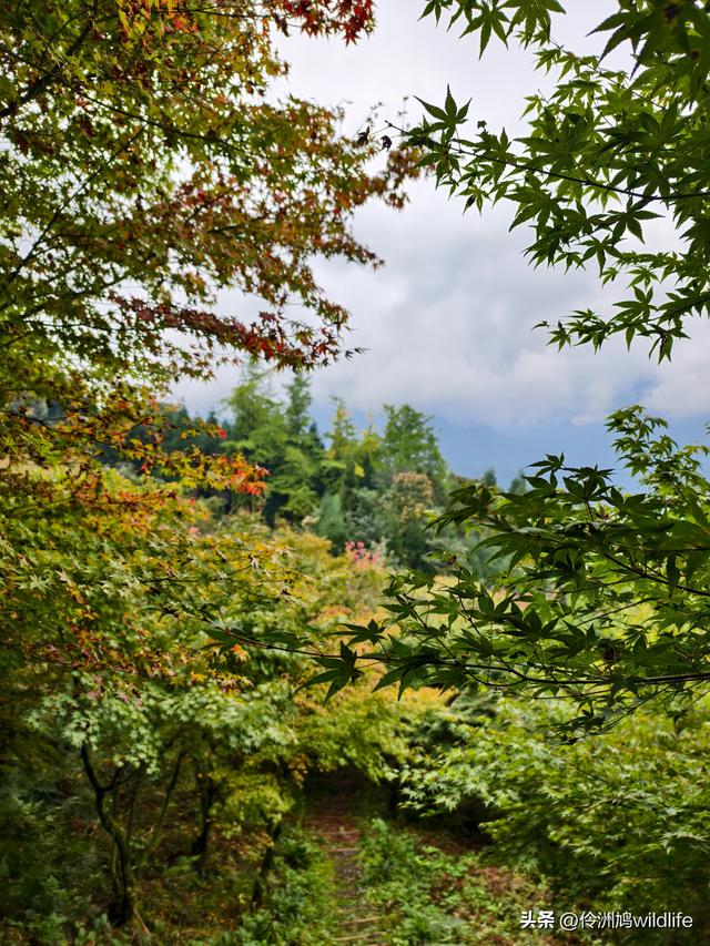 四川行(73)什邡红枫岭徒步到钟鼎寺