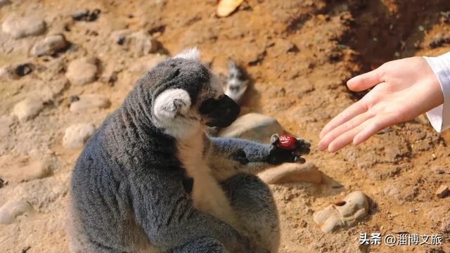 50公里鎏金湖岸,淄博这里的秋天醉了!