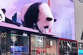 终于有人把看大熊猫去处整明白了，赶紧收藏起来吧图片