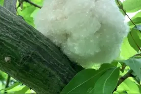 每天识一种花草——木棉花图片