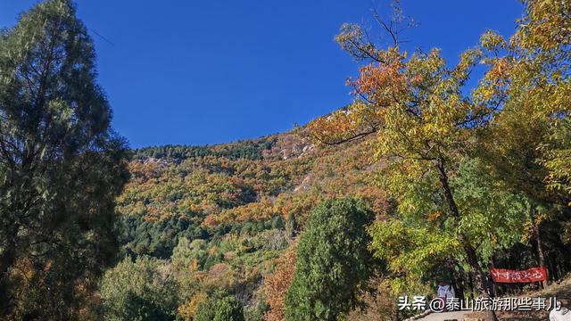 泰安：泰山腰一条鲜为人知的环山小道，却藏着深秋的惊艳