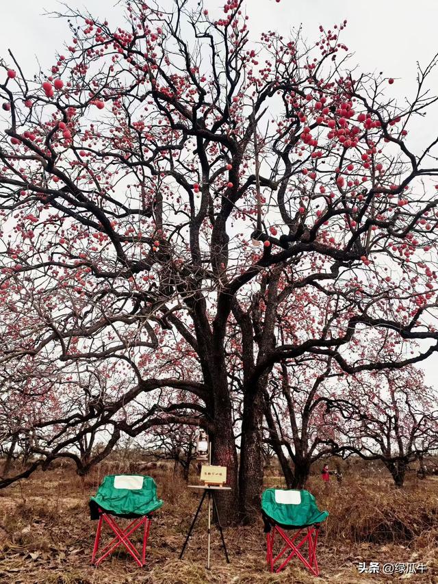 有人说，不就是个彬州烂怂柿子，有啥好拍！