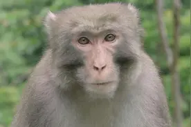 你好，中国野生动物|第五集 小猕猴是如何成长的？图片